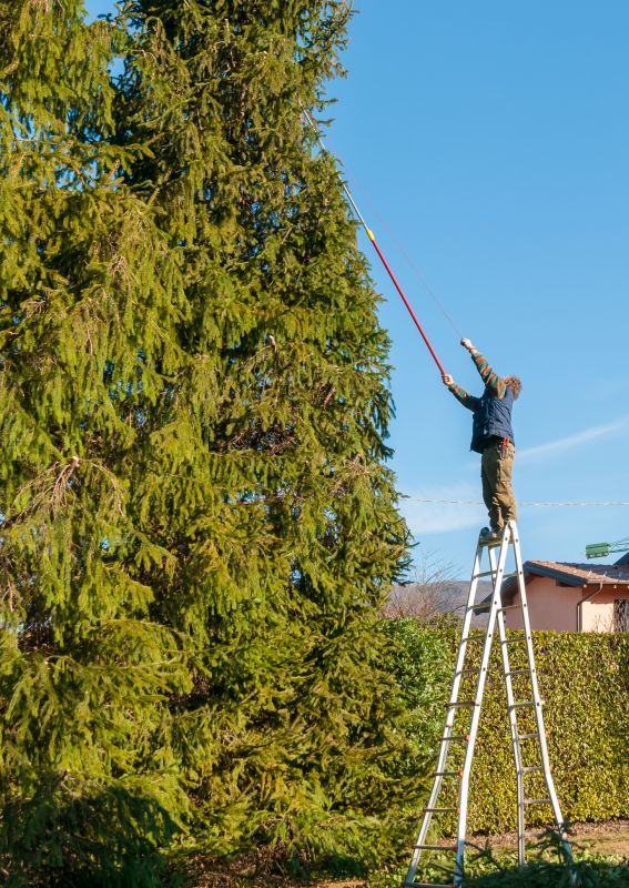 Cypress Tree Trimming