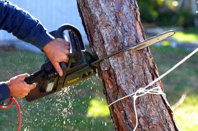 Tree Cutting Equipment in Action