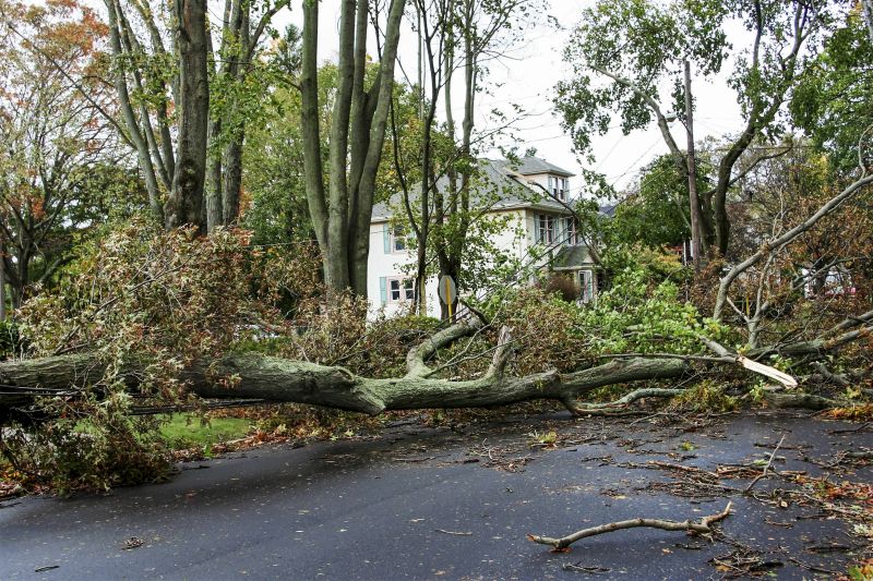 Fallen Tree in Yard
