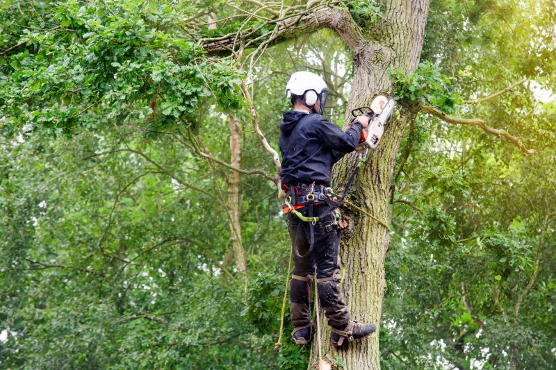 Arborist Performing Tree Pruning