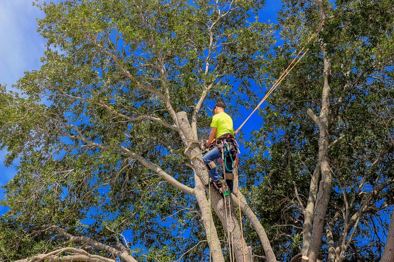 Skilled Arborist at Work