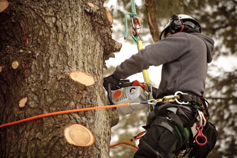 Arborist Equipment in Use