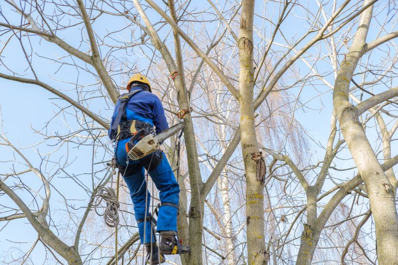 Tree Trimming Crew at Work