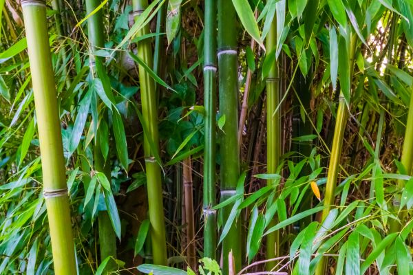 Bamboo Trimming in Boston