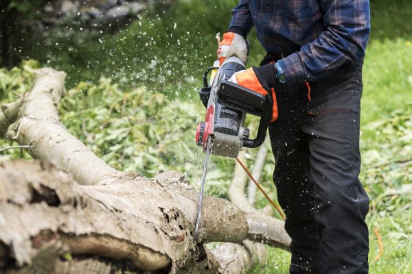Branch Removal Service in Boston