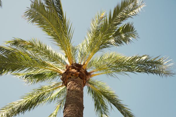 Palm Tree Pruning in Boston