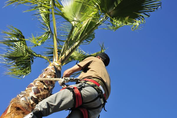 Palm Tree Trimming in Boston