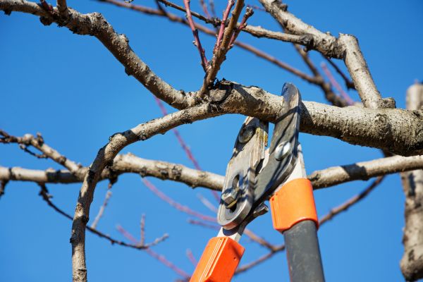 Residential Tree Service in Boston