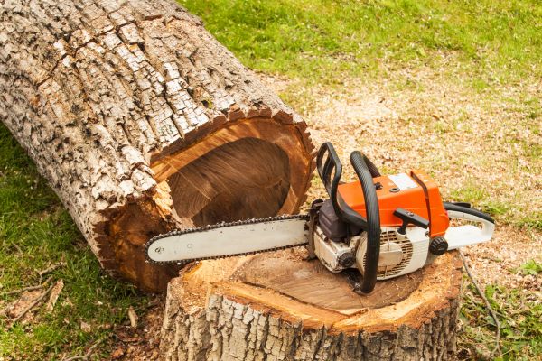 Tree Cutting Service in Boston