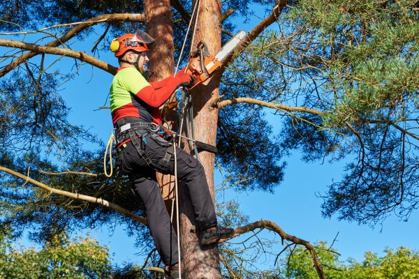 Tree Service in Boston