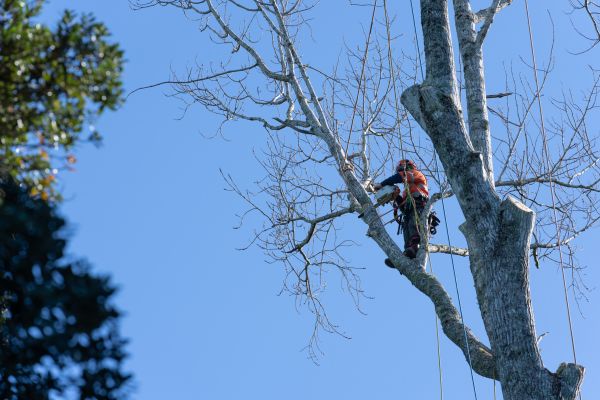 Tree Topping Service in Boston