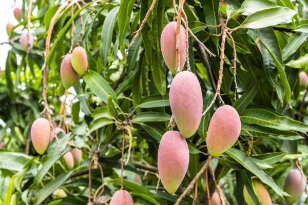 Mango Tree Trimming in Boston