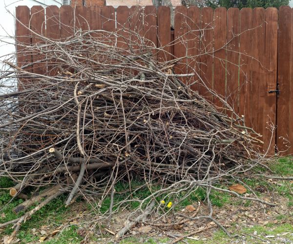 Dead Branch Removal in Boston