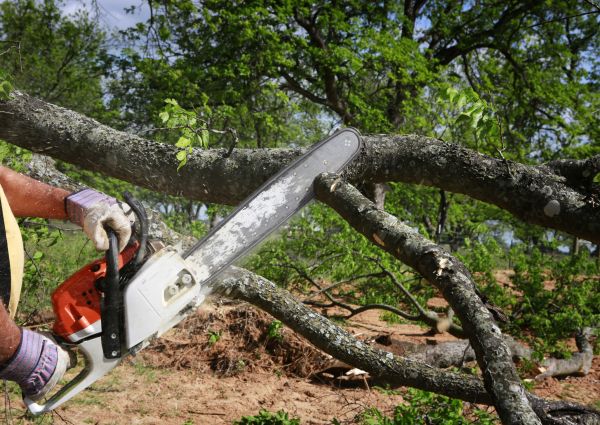 Tree Branch Cutting in Boston