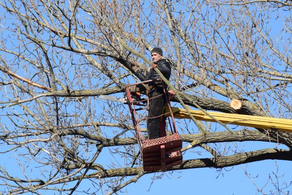 Emergency Tree Trimming in Boston
