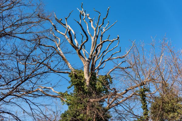 Deadwood Removal in Boston