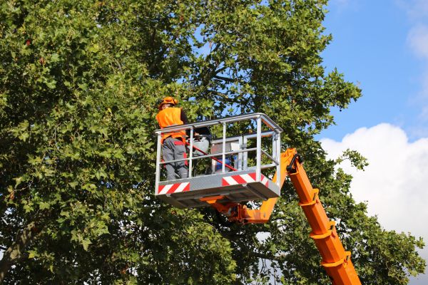 Commercial Tree Service in Boston
