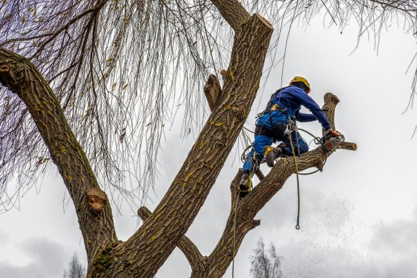 Tree Maintenance Service in Boston