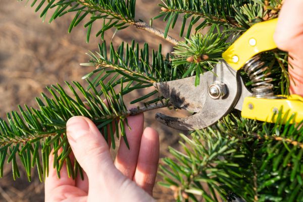 Pine Tree Pruning in Boston