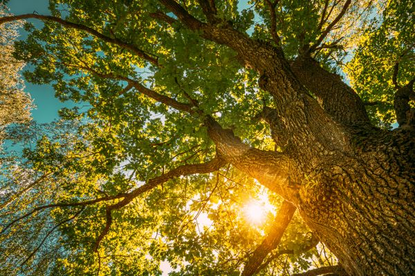 Oak Tree Pruning in Boston