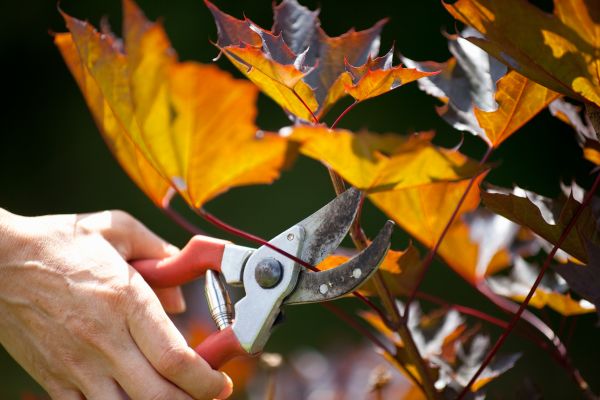 Maple Tree Pruning in Boston