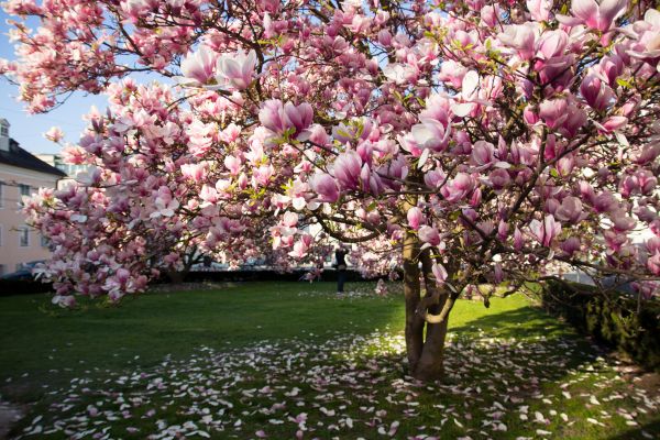 Magnolia Tree Pruning in Boston