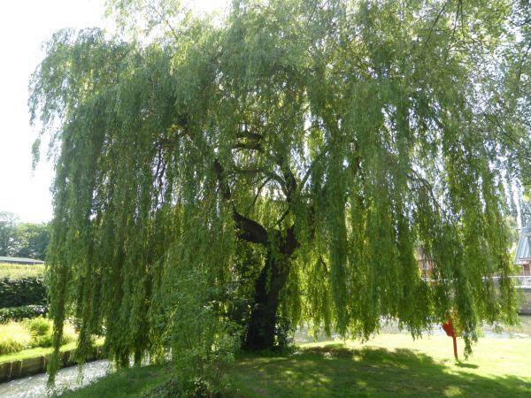 Willow Tree Trimming in Boston