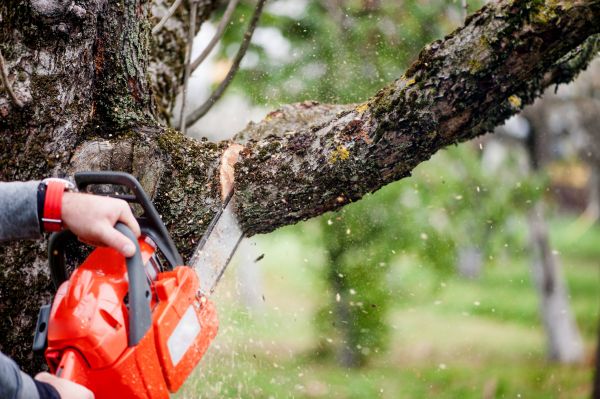 Tree Limbs Removal in Boston
