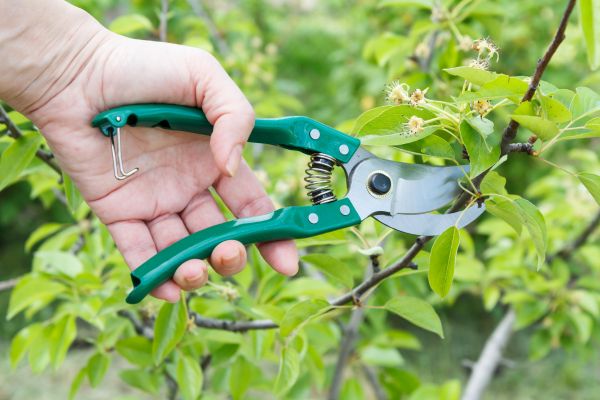 Pear Tree Pruning in Boston
