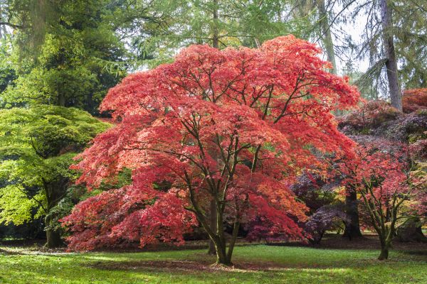 Japanese Maple Pruning in Boston