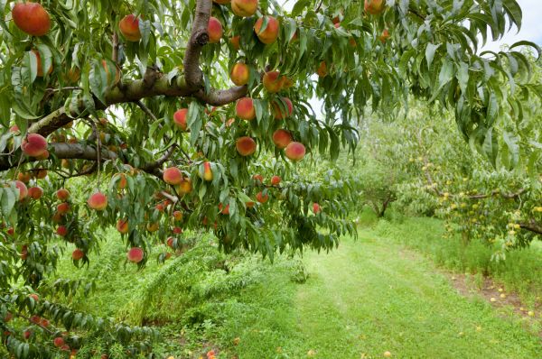 Peach Tree Pruning in Boston