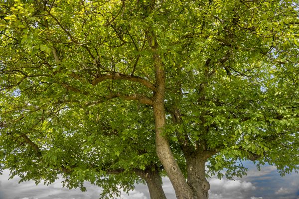 Walnut Tree Trimming in Boston