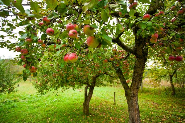 Apple Tree Pruning in Boston