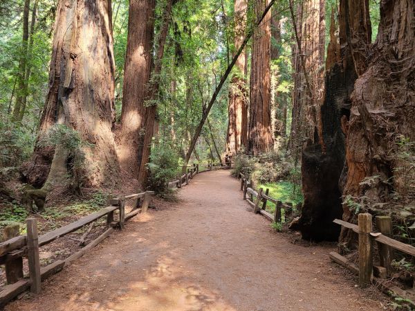 Redwood Tree Pruning in Boston