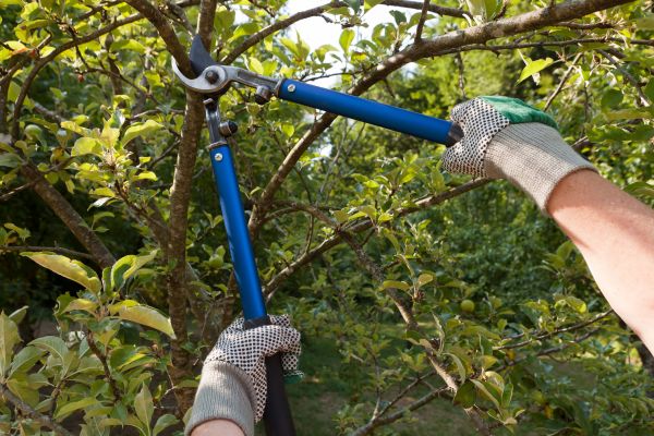Residential Tree Pruning in Boston
