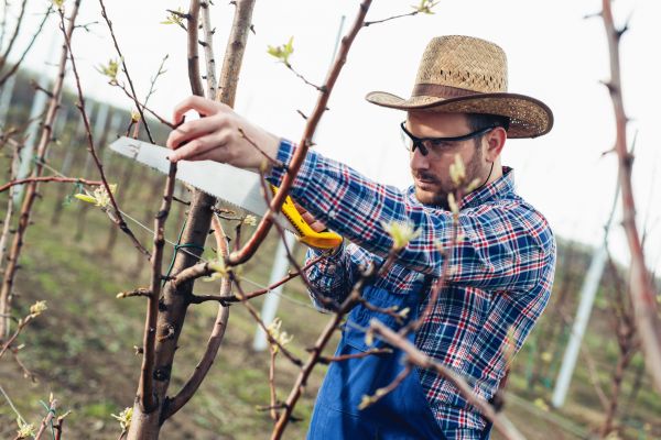 Orchard Tree Pruning in Boston