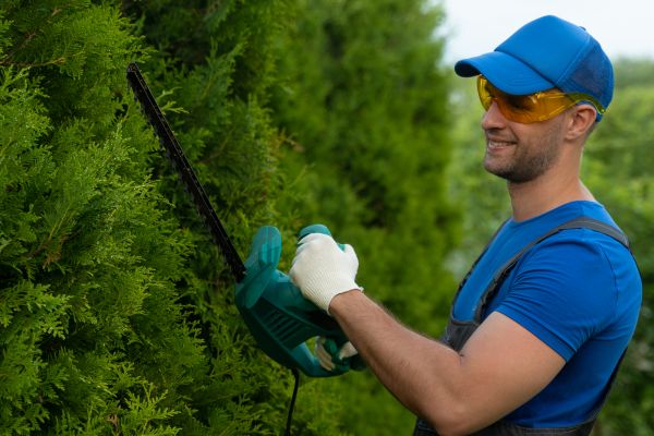 Tree Shaping Service in Boston