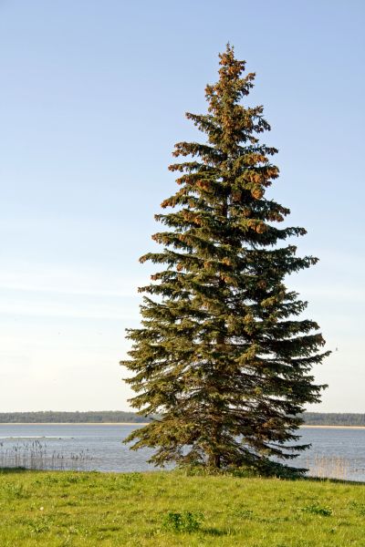 Spruce Tree Pruning in Boston