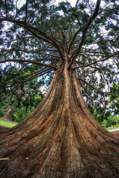 Cedar Tree Pruning in Boston