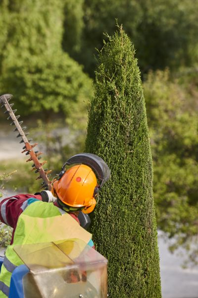 Cypress Tree Trimming in Boston