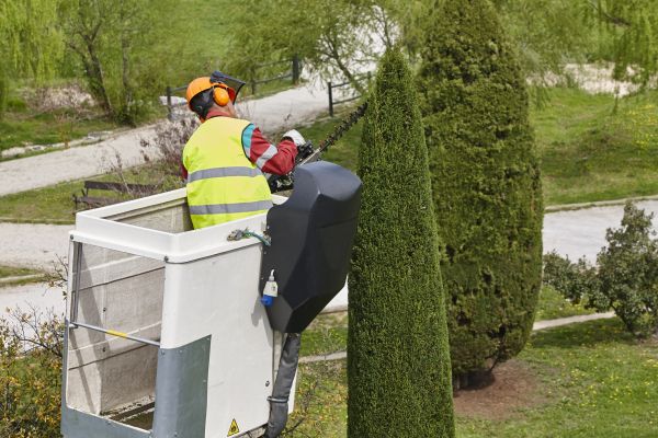 Cypress Tree Pruning in Boston