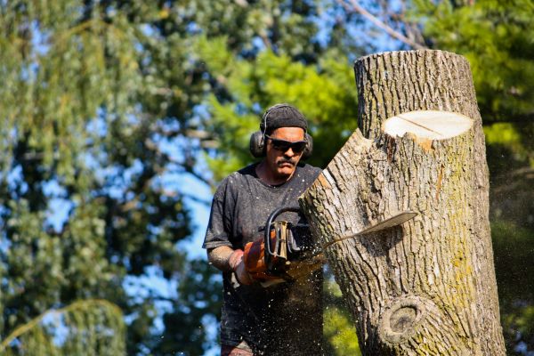 Ash Tree Pruning in Boston
