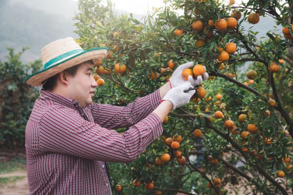 Orange Tree Pruning in Boston