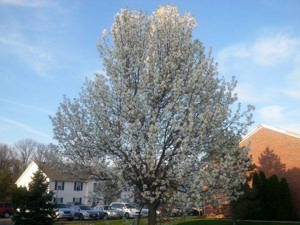 Bradford Pear Tree Pruning in Boston