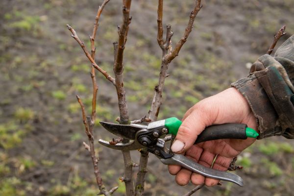 Pear Trees Pruning in Boston