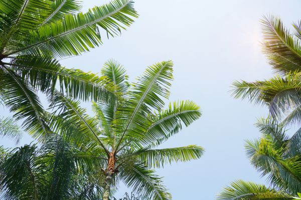 Queen Palm Tree Trimming in Boston