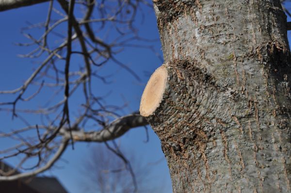 Limb Pruning in Boston