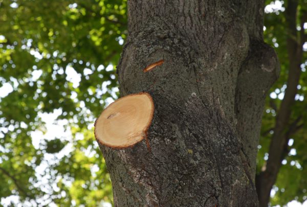 Limb Cutting in Boston