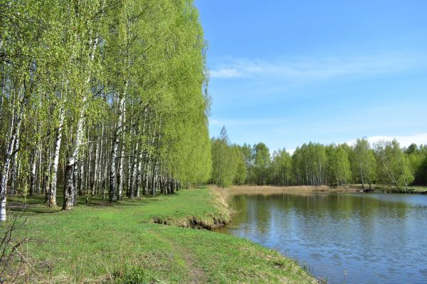 River Birch Pruning in Boston