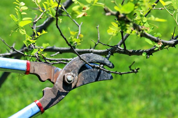 Branches Pruning in Boston
